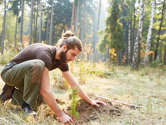 un homme qui plante un sapin dans une forêt