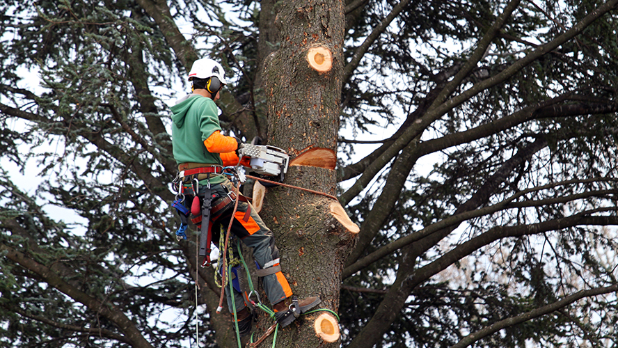 Elagueur dans un arbre