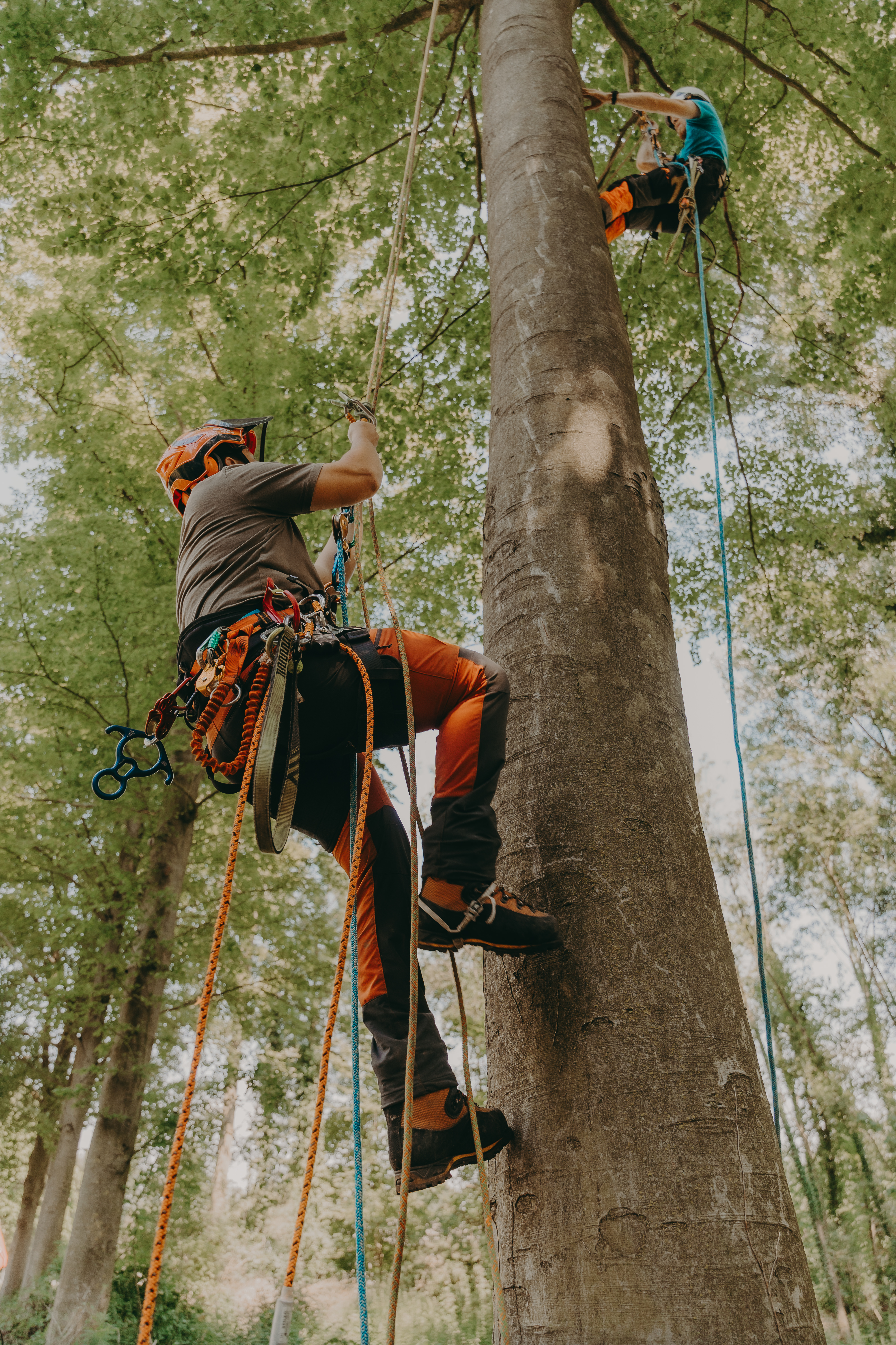 Personne équipée et grimpant à un arbre